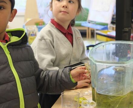 EY 34 tadpoles